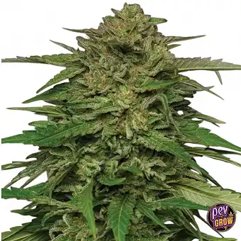 Mango Sherbert Feminized...