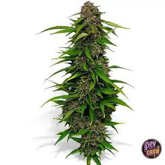 Auto Squirt Humboldt Seeds...