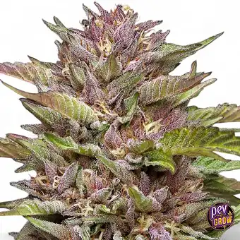 Auto Pineapple Muffin...