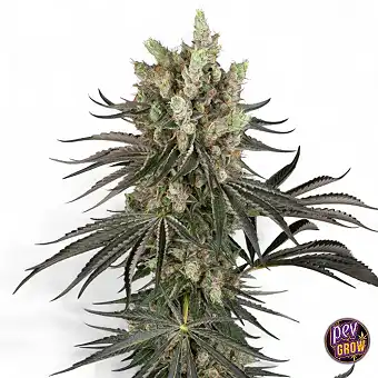 Slam Dank Feminized Seeds –...