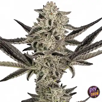 Auto Purple Pickle Sensi...