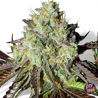 Sementes Feminizadas Pink...