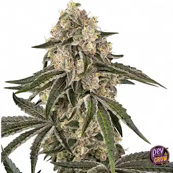 Sunset Peach Feminisierte...