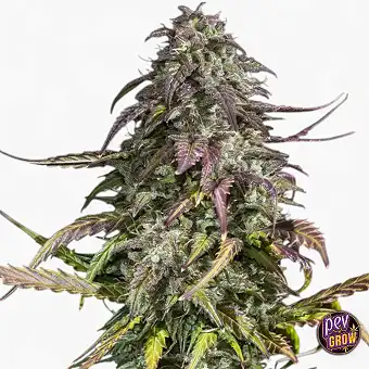 Semences Auto Melon Mosh...