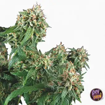 Pyramid Seeds'in Galaxy...