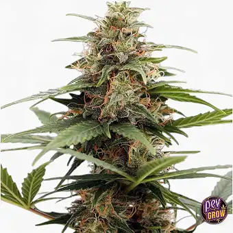 Orange Ooze Feminized Seeds...