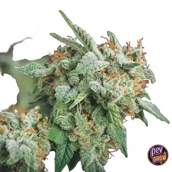 Northern Lights x Runtz...