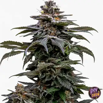 Purple Overload Semi...
