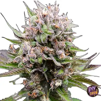 Auto Cotton Berry Rush –...