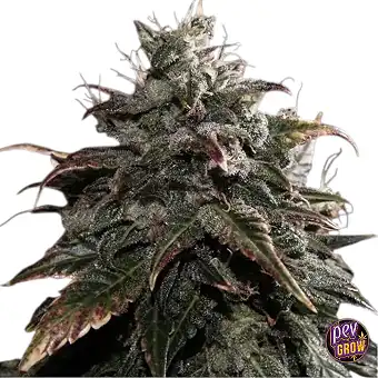 Papaya Stank Semi...