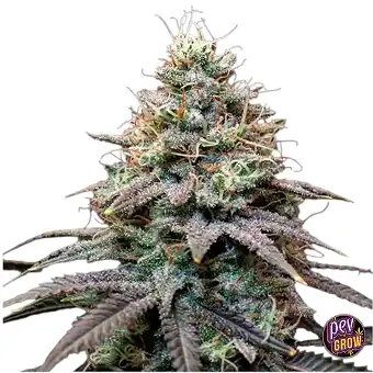 Auto FumePop Original...