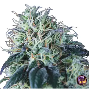 Pyramid Seeds'ten Wembley...