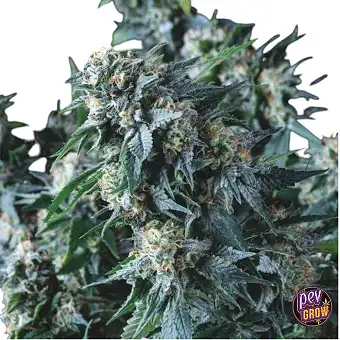 Amnesia Gold Regular Seeds...