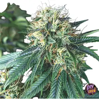 Tutankhamon Regular Seedak...