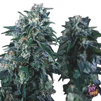 Pyramid Seeds'ten Anubis...