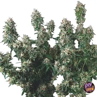 Tutankhamon x Cookies USA...