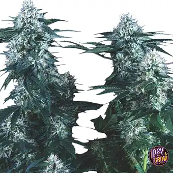 Feminizirovannye semena...