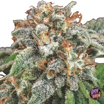 Galaxy x Runtz Feminiserade...