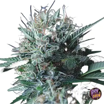 Wembley x Mendocino Semi...