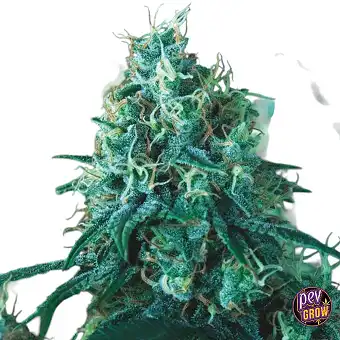 Kryptonite Fast Feminized...