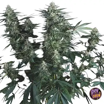 Super OG Kush Regular Zaden...