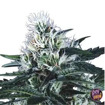 Wembley Fast Feminizades –...