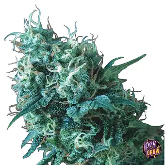 Gorilla Seeds Regular –...
