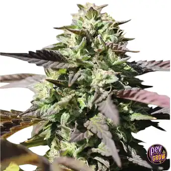 Auto Chunkadelic Humboldt...