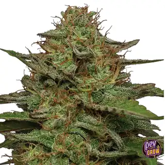 Strawberry Cheesecake...