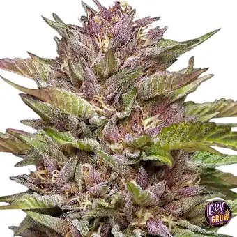 Pineapple Muffin feminizada...