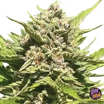 Banana Melt Feminisierte...
