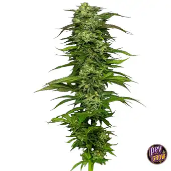 Dream Queen Feminizētas...