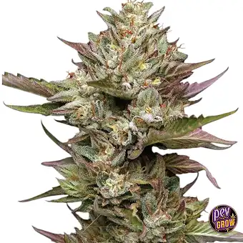 Moonfog Feminizada Humboldt...