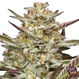 Sementes Feminizadas...