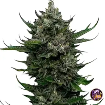 All Gas OG feminizada...