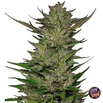 Don Carlos Feminized...