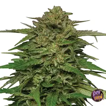 Mango Sherbert Auto...