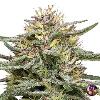 Sementes Feminizadas...