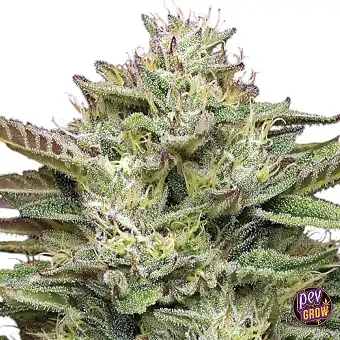 Blueberry Cupcake Feminized...