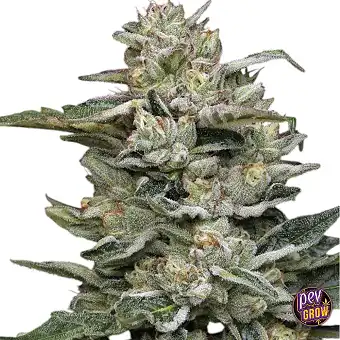 Nutter Budder Femminizzata...