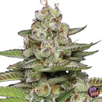 Фемінізовані насіння Poddy...