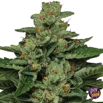 Fortune Cookie Feminizētas...