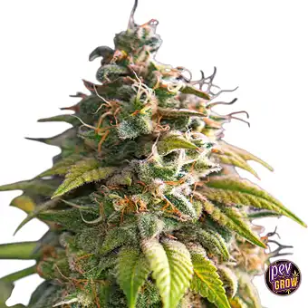 Citrus Slurp Feminized...