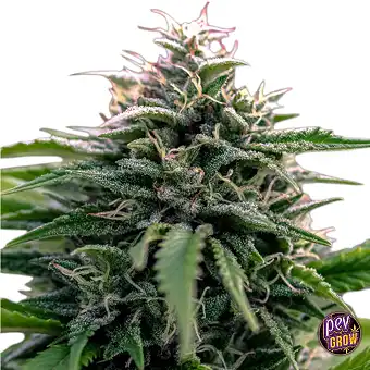 Auto CreamZilla Original...