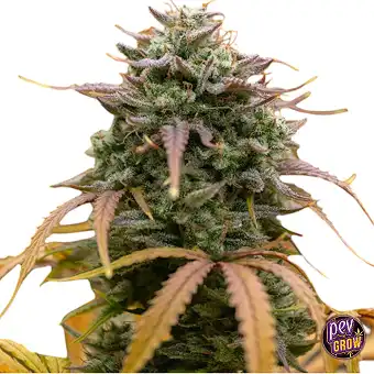 Pineapple Pulse Auto –...