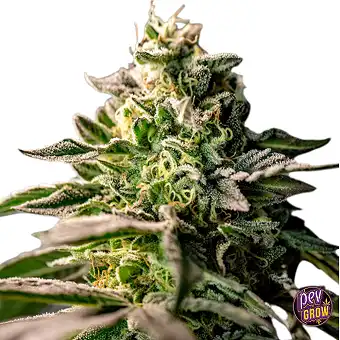 Zingatsu Feminized Seeds...