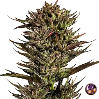 Thin Mint x Sour Pinot Auto...