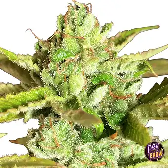 Alien Wedding Cookies...