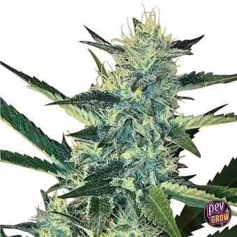 Big Apple Cookies Feminized...