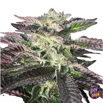 Mimosa Cookies feminizada...